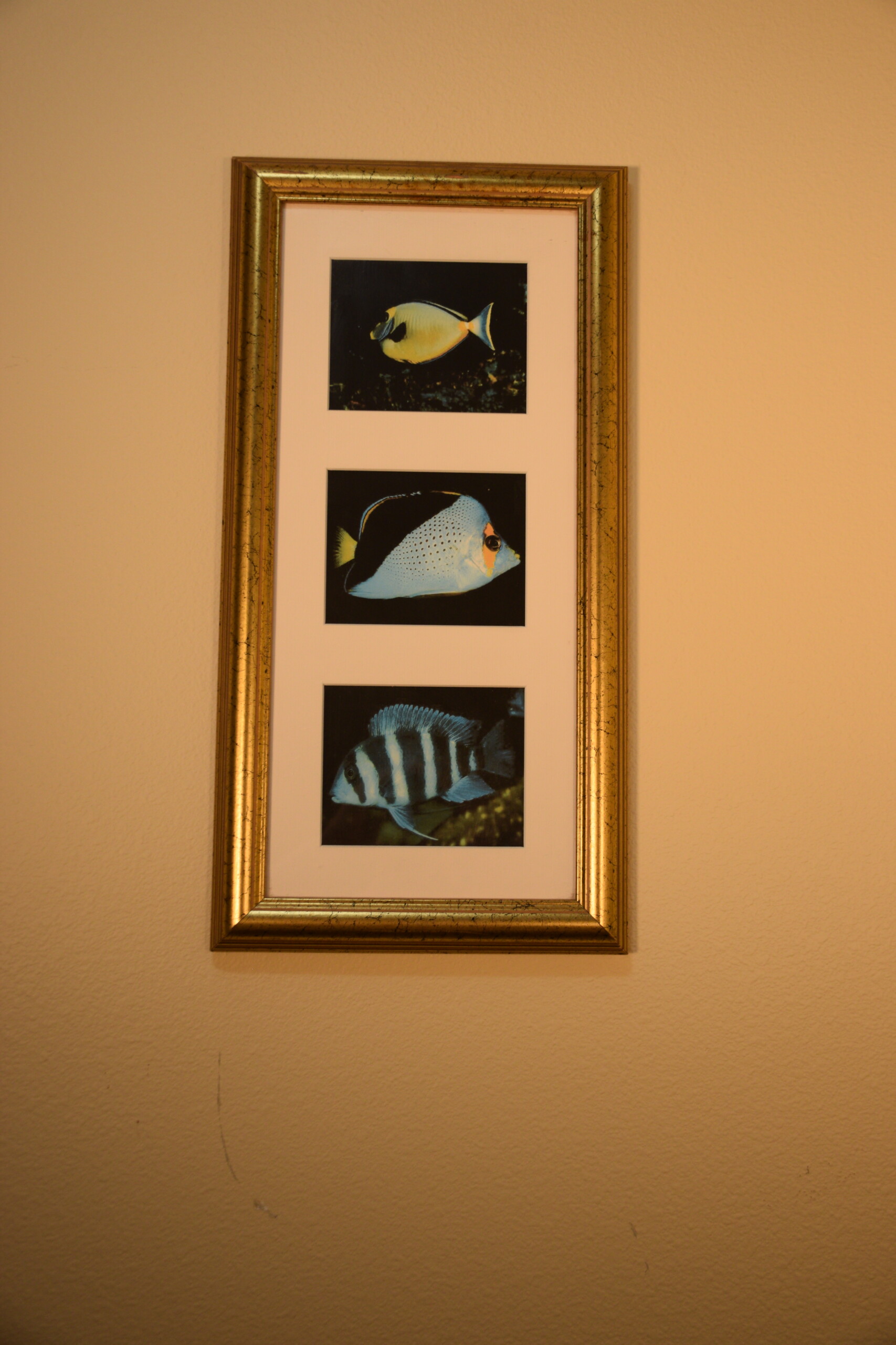 Tropical Fish Triptych - Image 2