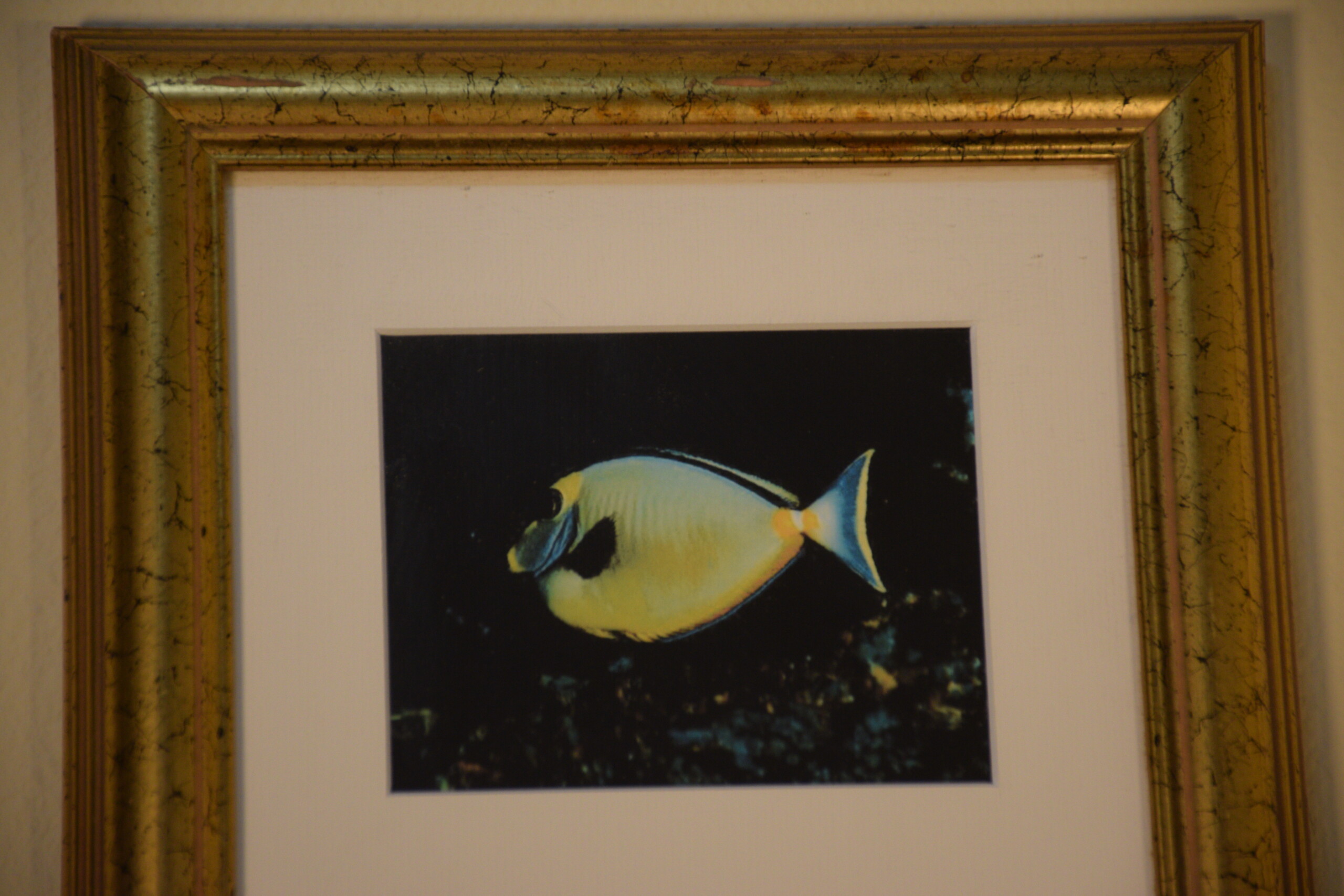 Tropical Fish Triptych - Image 3