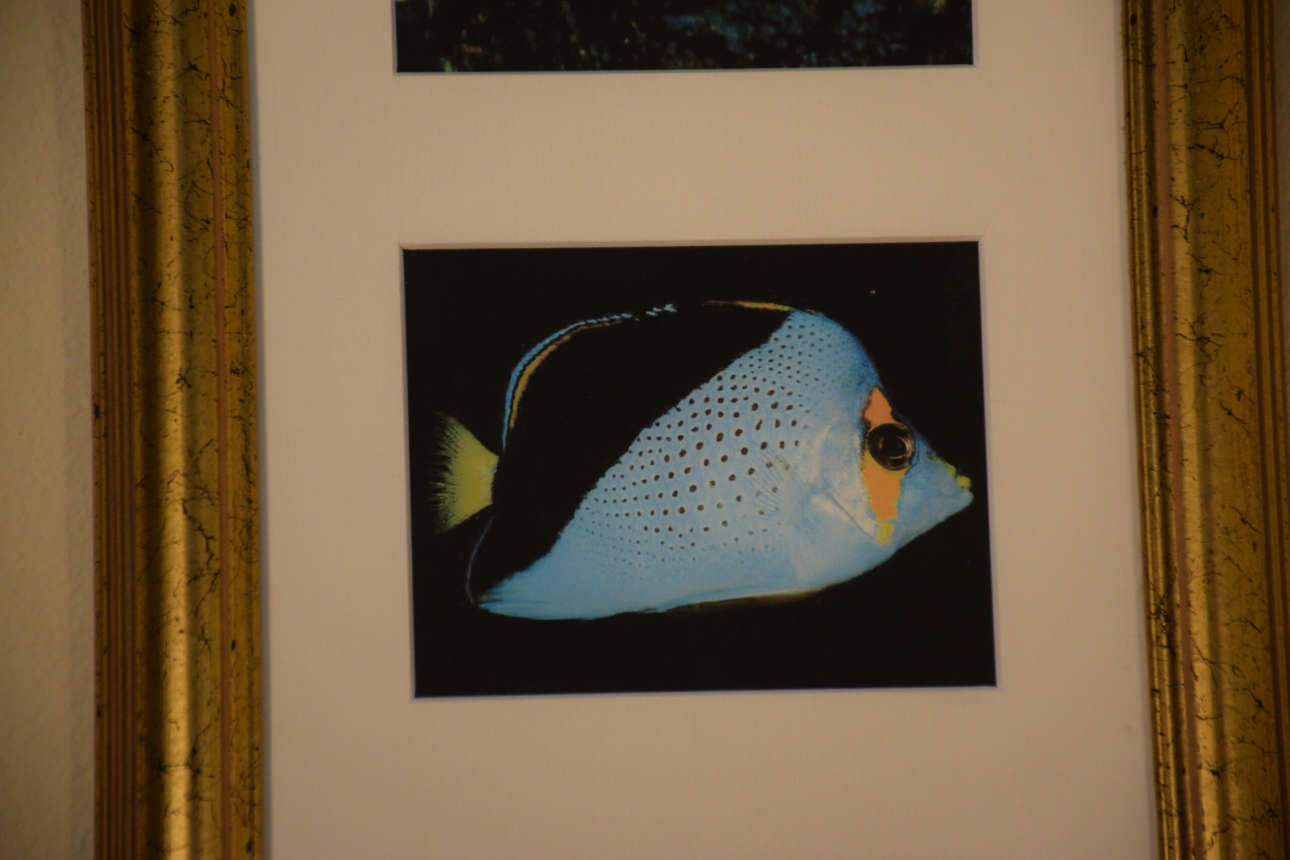 Tropical Fish Triptych - Image 4