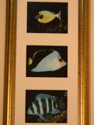 Tropical Fish Triptych