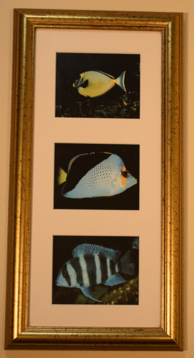 Tropical Fish Triptych